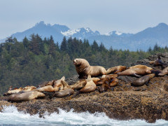 Steller's sealion in Canada
