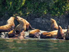 Steller's sealions in Canada