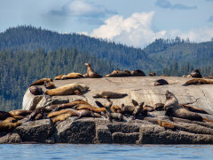 Steller's sea lion in Vancouver Island, Canada