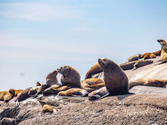 Steller's sea lion in Vancouver Island, Canada