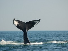 Humpback whale in the Bay of Fundy, Canada