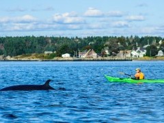 Kayaking in the Bay of Fundy, Canada.