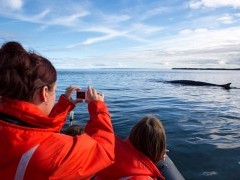 Whale watching tour in the Bay of Fundy, Canada.