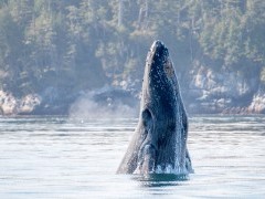 Young humpback whale in Canada