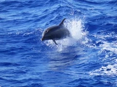 Bottlenose dolphin in Hawaii
