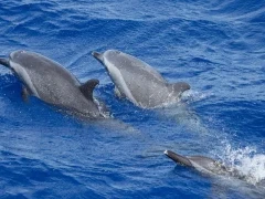 Bottlenose dolphins in Hawaii