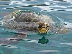Green sea turtle in Hawaii.