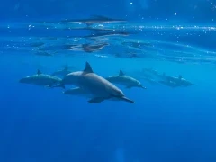 Hawaiian spinner dolphin pod in Hawaii