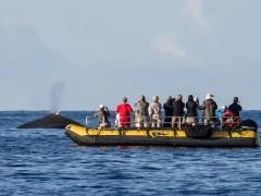 Humpback whale & skiff in Hawaii.