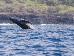Humpback whale in Hawaii.