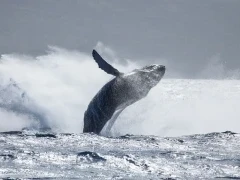 Humpback whale in Hawaii