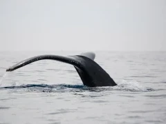 Humpback whale in Hawaii.