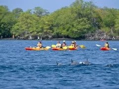 Kayaking with dolphins in Hawaii.