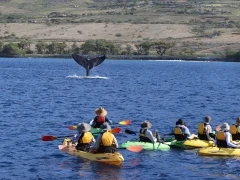 Kayaking with whales in Hawaii