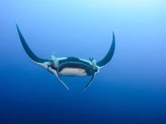 Manta ray in Hawaii