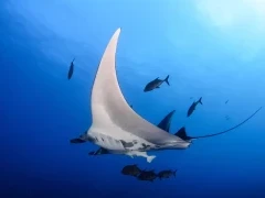 Manta ray in Hawaii