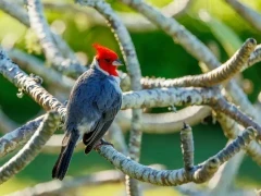 Red-crested cardinal in Hawaii