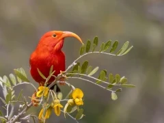 Scarlet honeycreeper in Hawaii