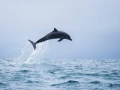 Spotted dolphin in Hawaii