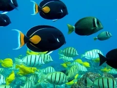 Tropical fish in Hawaii