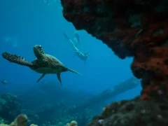 Hawksbill turtle & snorkeller in Hawaii