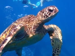 Hawksbill turtle in Hawaii