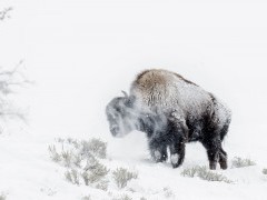 Bison in Yellowstone National Park, USA.