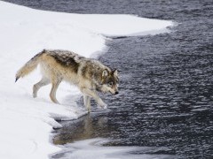 Wolf in Yellowstone National Park, USA.