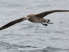 Black-footed albatross in Monterey Bay, California, USA