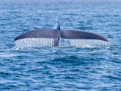 Blue whale in Monterey Bay, California, USA