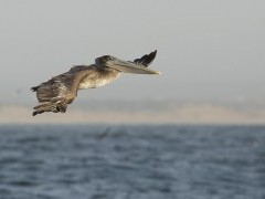Brown pelican in Monterey Bay, California, USA
