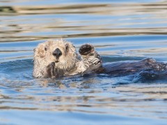 Californian sea otter in Monterey Bay, California, USA