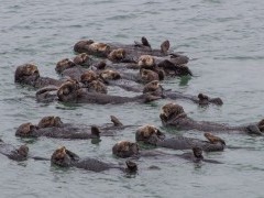 Californian sea otter in Monterey Bay, California, USA