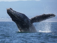 Humpback whale in Monterey Bay, California, USA