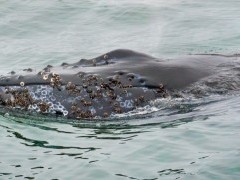 Humpback whale in Monterey Bay, California, USA