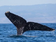 Humpback whale in Monterey Bay, California, USA