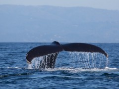 Humpback whale in Monterey Bay, California, USA