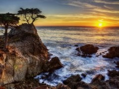Lone Cypress in Monterey Bay, California, USA