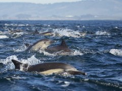 Pod of long-beaked common dolphins in Monterey Bay, California, USA