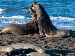 Northern elephant seal in Monterey Bay, California, USA