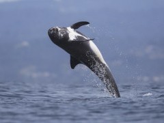 Risso's dolphin in Monterey Bay, California, USA