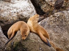 Sea lion in Monterey Bay, California, USA
