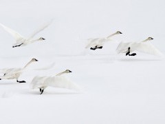 Trumpeter swans in Yellowstone National Park, USA.