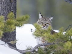 Bobcat in Yellowstone National Park, USA.