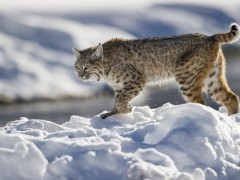 Bobcat in Yellowstone National Park, USA.