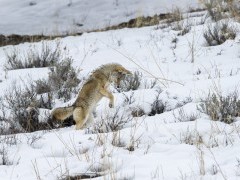 Coyote in Yellowstone National Park, USA.