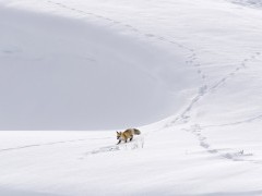 Red fox in Yellowstone National Park, USA.