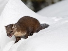 Marten in Yellowstone National Park, USA.