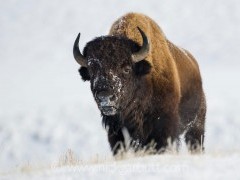 Bison in Yellowstone National Park, USA.