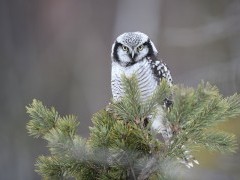 Northern hawk owl